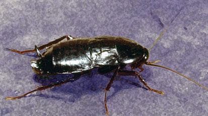 sanificazione scuole Blatta orientalis