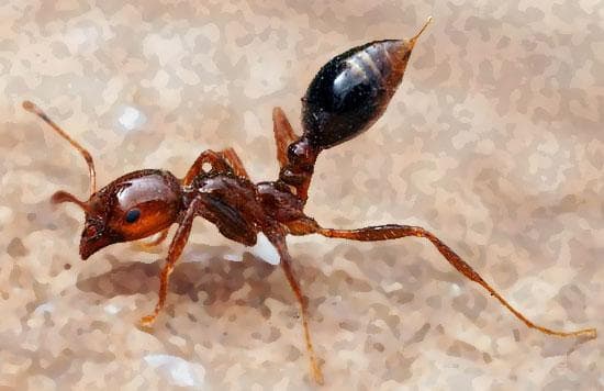 sanificazione parrucchieri Formica Fuochista