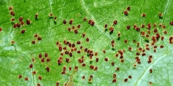 acaro rosso pericoloso per l'uomo?