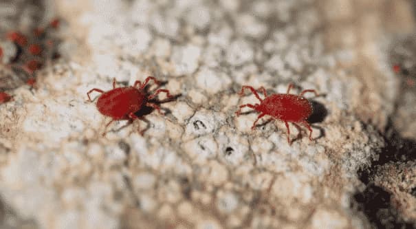 ragnetti rossi come eliminarli?