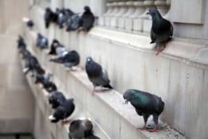 Servizi allontanamento volatili