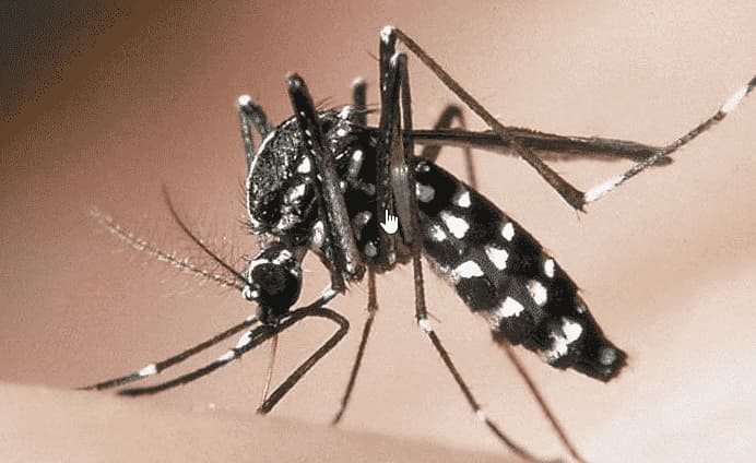sanificazione parrucchieri Zanzara Tigre