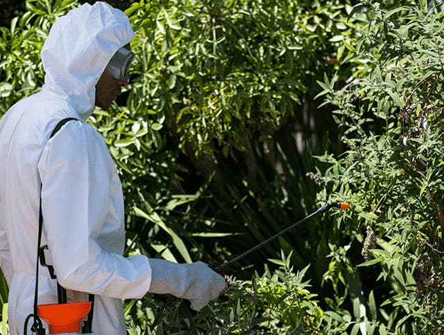 processionaria disinfestazione fai da te