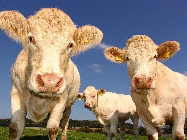 Allevamenti e Agricoltura: come funziona?