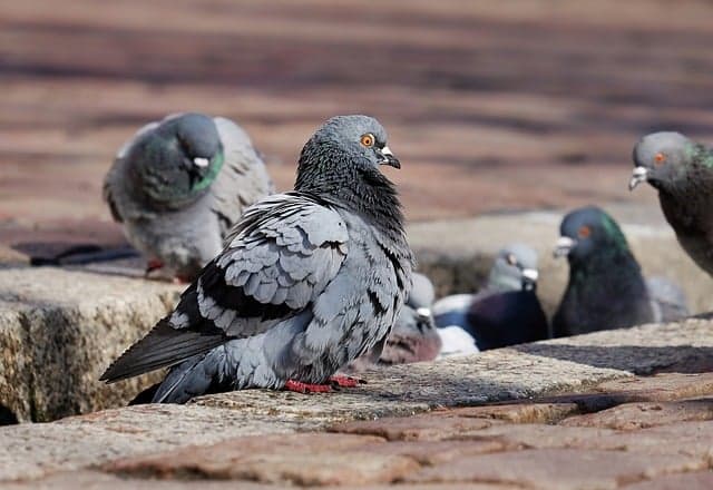 Distinguere piccioni, tortore allontanamento volatili