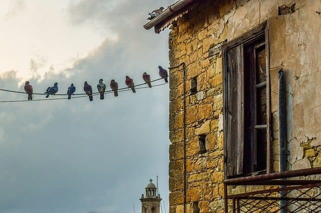 tenere lontani i piccioni