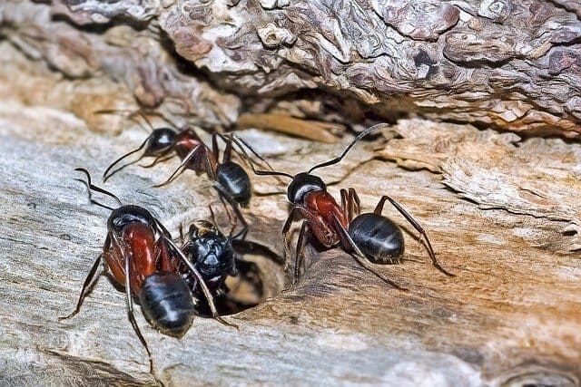 disinfestazione formiche