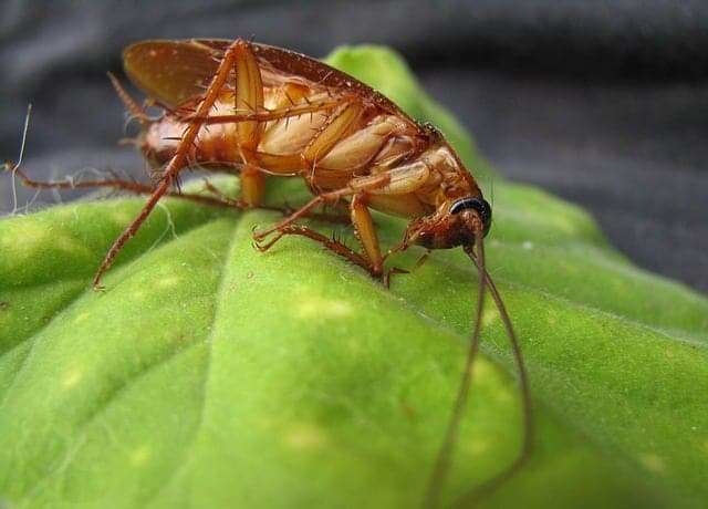 disinfestazioni blatte