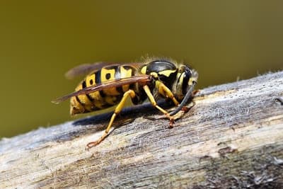 disinfestazioni vespe