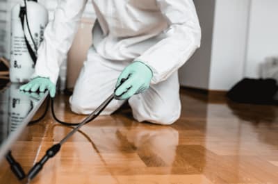 servizi di disinfestazione in Italia
